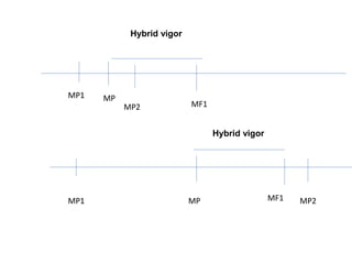 Hybrid vigor
MP1 MP
MP2 MF1
MP1 MP MF1 MP2
Hybrid vigor
 