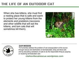 The nest must be near a reliable
food source to keep her and the
kittens healthy. Many don't find that
reliable source. Ev...