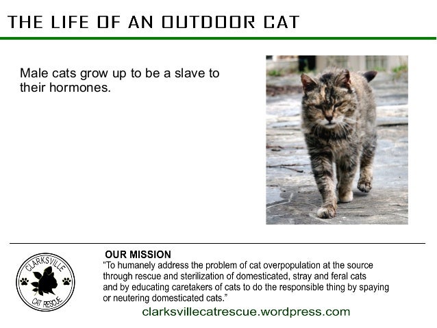 How To Tame A Feral Cat Outside How To Trap Neuter Return Tnr Feral Cats Petfinder Many 