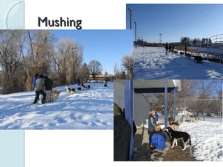 Mushing 