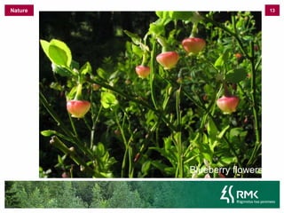 11NatureKingfisherEuropean RollerHarivesiliku vastne