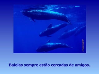 Baleias sempre estão cercadas de amigos. 