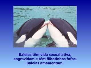 Baleias têm vida sexual ativa, engravidam e têm filhotinhos fofos. Baleias amamentam. 