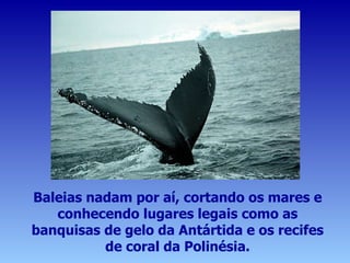 Baleias nadam por aí, cortando os mares e conhecendo lugares legais como as banquisas de gelo da Antártida e os recifes de coral da Polinésia. 