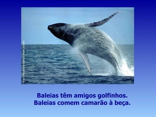 Baleias têm amigos golfinhos. Baleias comem camarão à beça. 