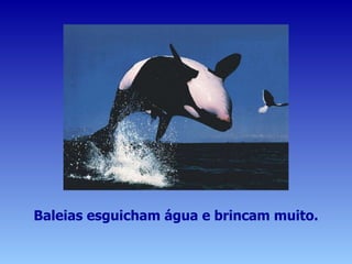 Baleias esguicham água e brincam muito. 