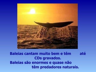 Baleias cantam muito bem e têm  até CDs gravados. Baleias são enormes e quase não  têm predadores naturais. 