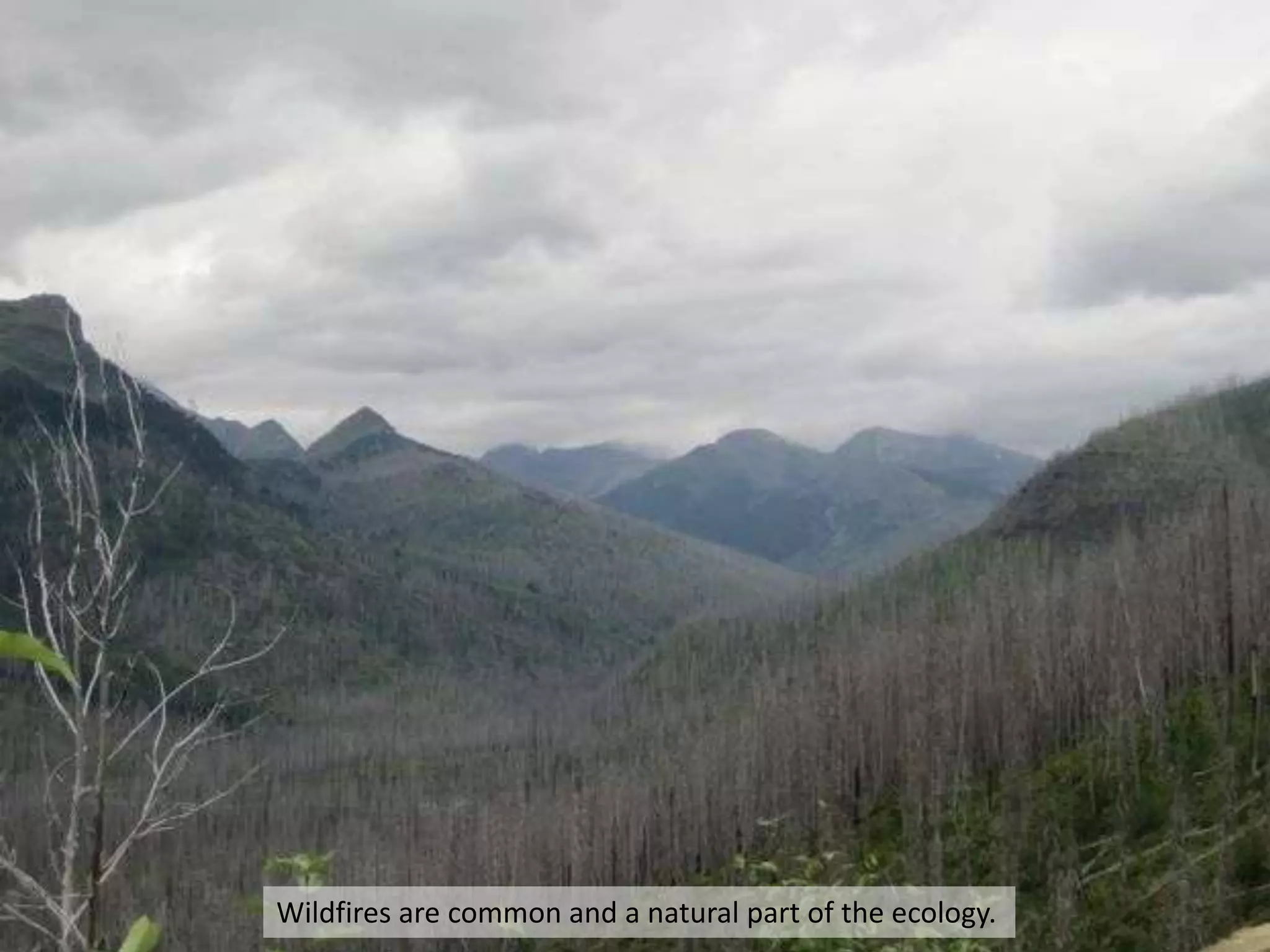 Wildfires are common and a natural part of the ecology.