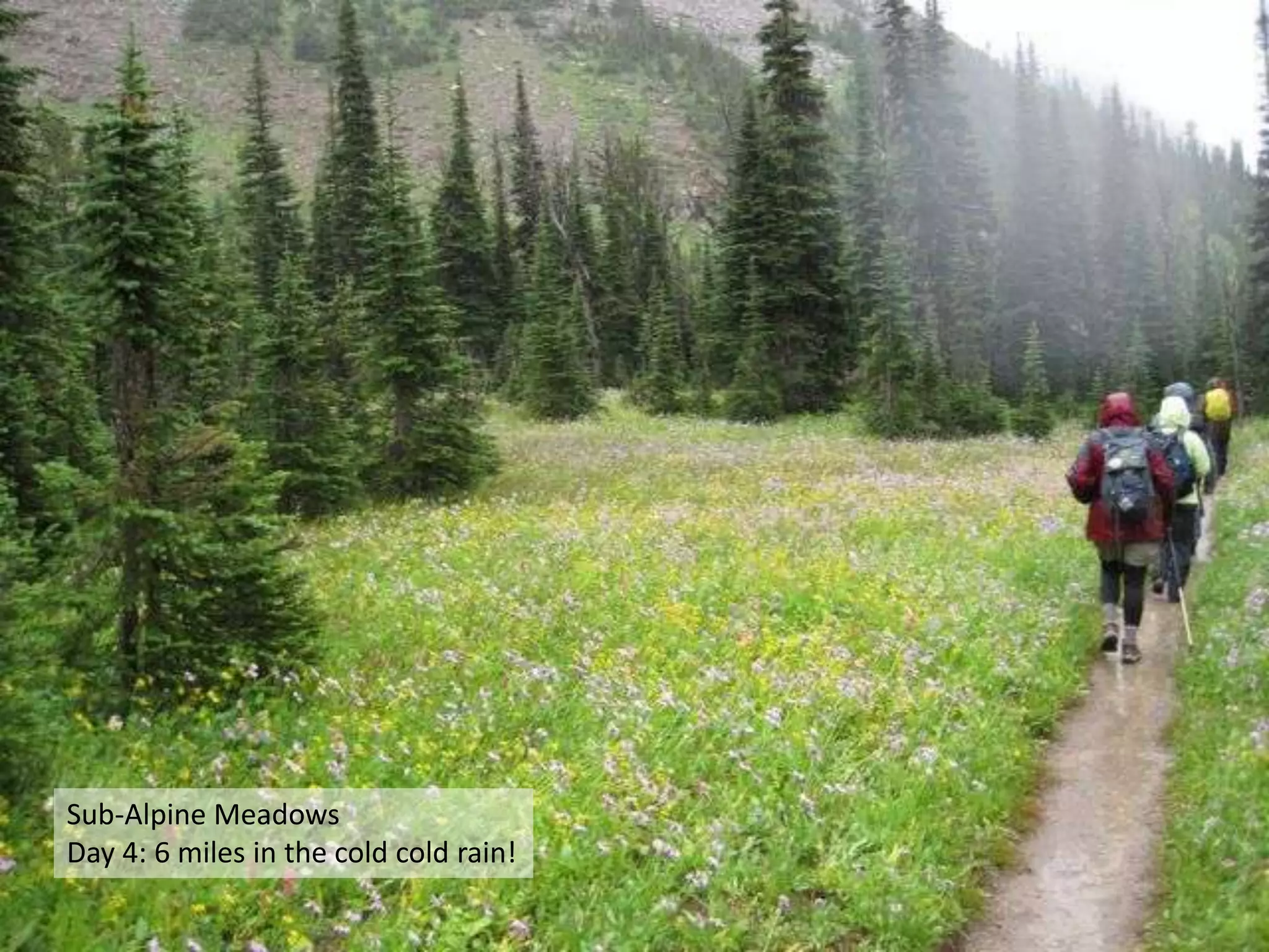 Sub-Alpine MeadowsDay 4: 6 miles in the cold cold rain!