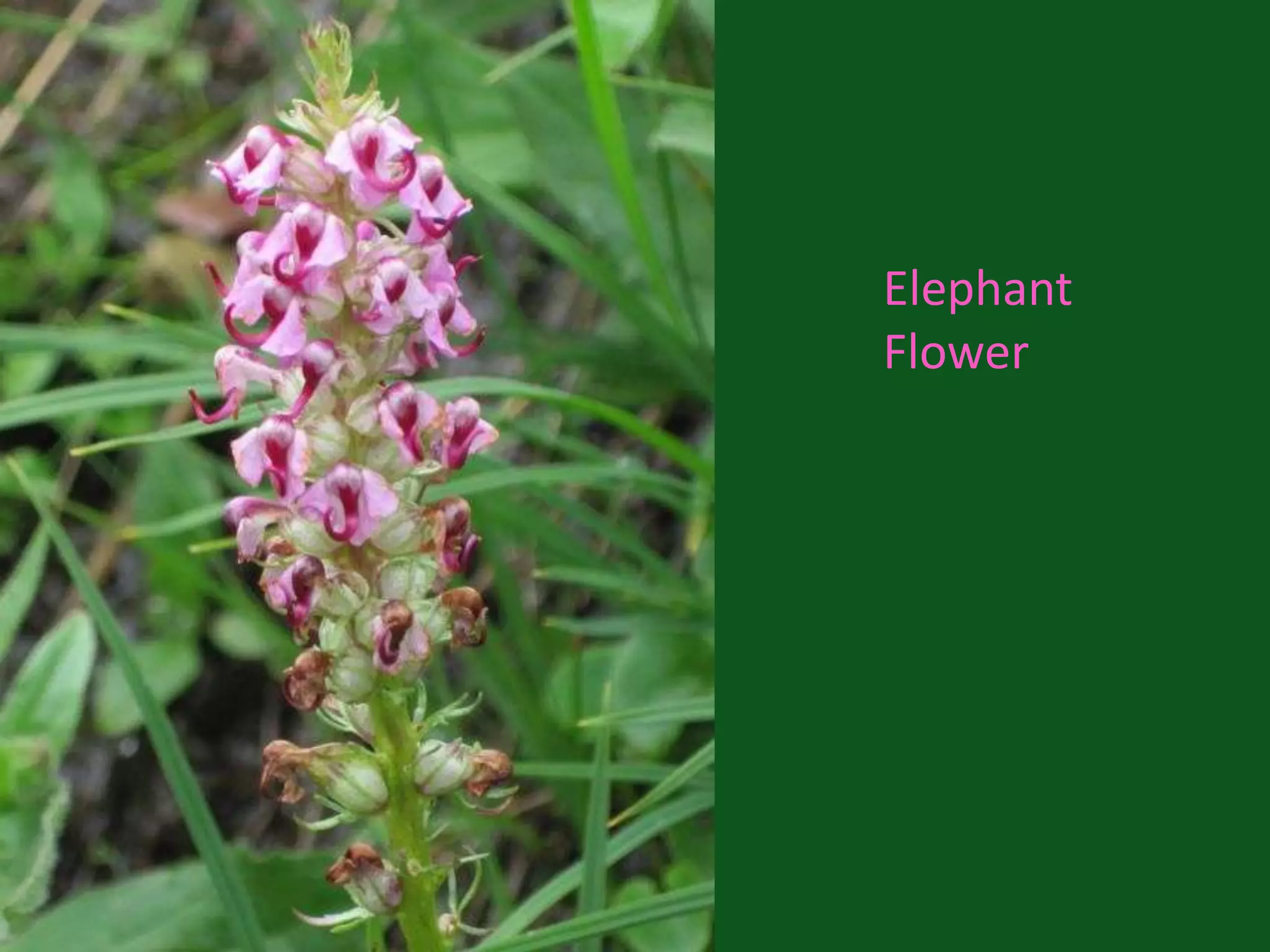 Elephant Flower