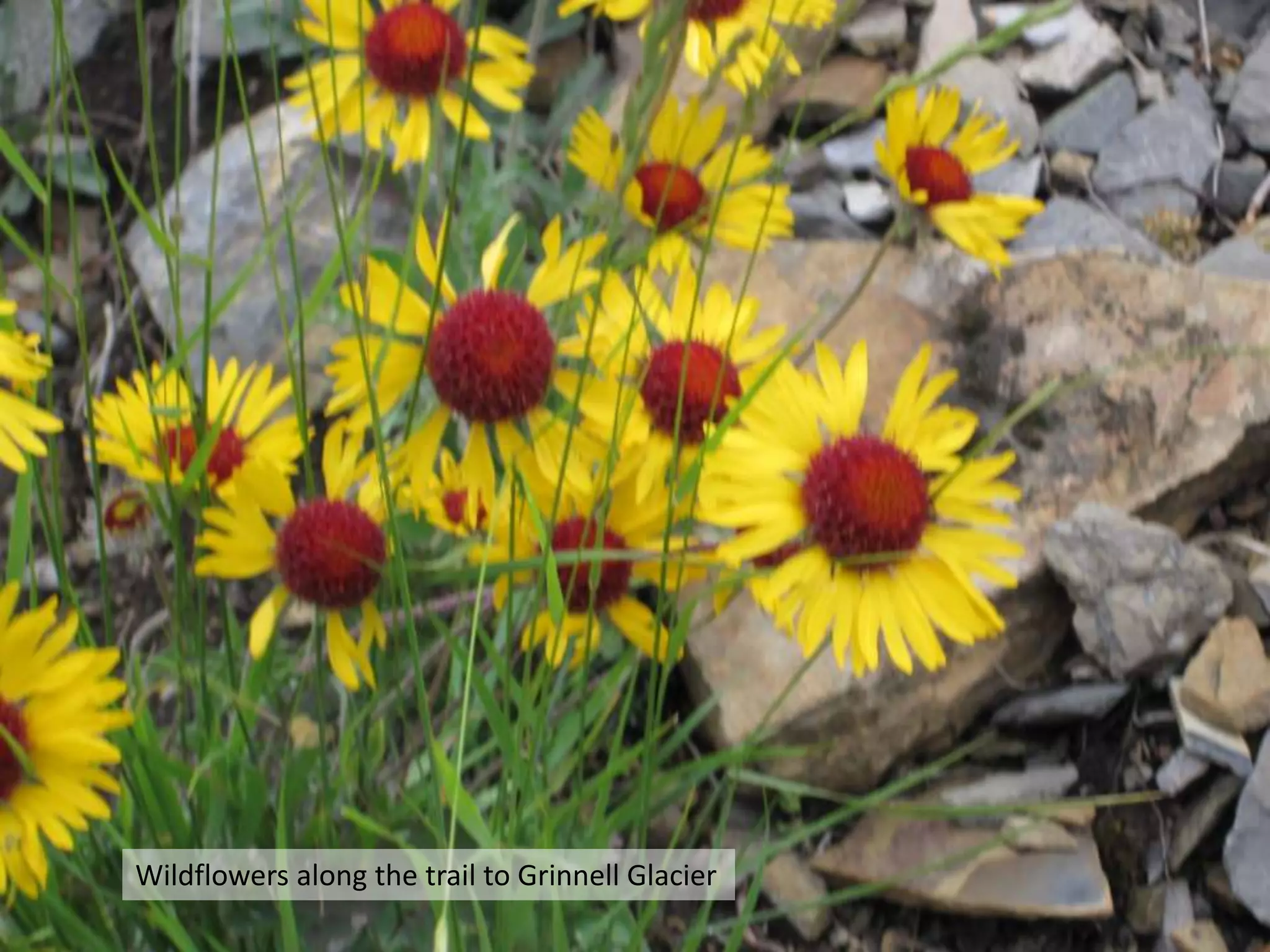 Wildflowers along the trail to Grinnell Glacier