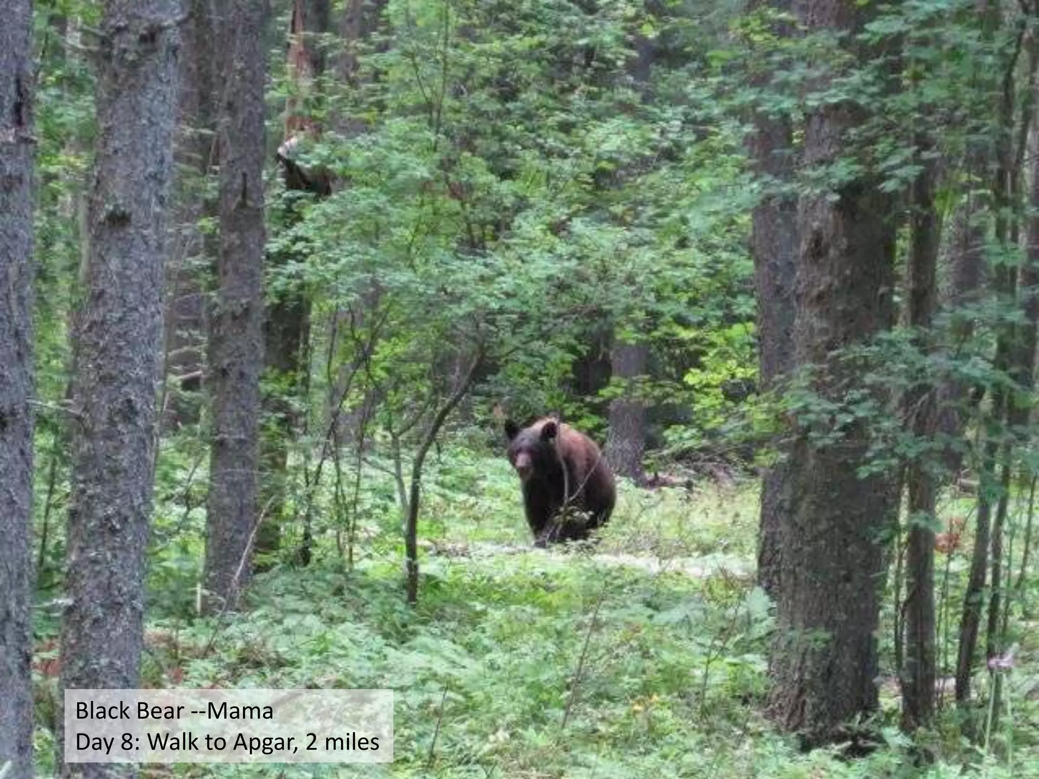 Black Bear --MamaDay 8: Walk to Apgar, 2 miles