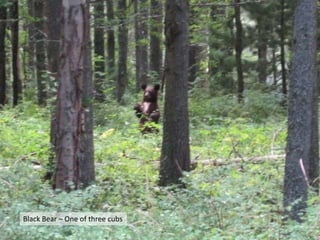 Black Bear – One of three cubs