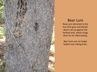 Bear Lure Bears are attracted to the lure (fish guts and blood). Bears rub up against the barbed wire, which snags their fur for DNA testing.Bear lures are no longer baited near hiking trails.