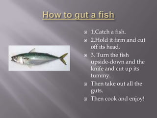    1.Catch a fish.
   2.Hold it firm and cut
    off its head.
   3. Turn the fish
    upside-down and the
    knife and cut up its
    tummy.
   Then take out all the
    guts.
   Then cook and enjoy!
 