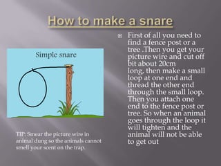    First of all you need to
                                        find a fence post or a
                                        tree .Then you get your
                                        picture wire and cut off
                                        bit about 20cm
                                        long, then make a small
                                        loop at one end and
                                        thread the other end
                                        through the small loop.
                                        Then you attach one
                                        end to the fence post or
                                        tree. So when an animal
                                        goes through the loop it
                                        will tighten and the
TIP: Smear the picture wire in          animal will not be able
animal dung so the animals cannot       to get out
smell your scent on the trap.
 