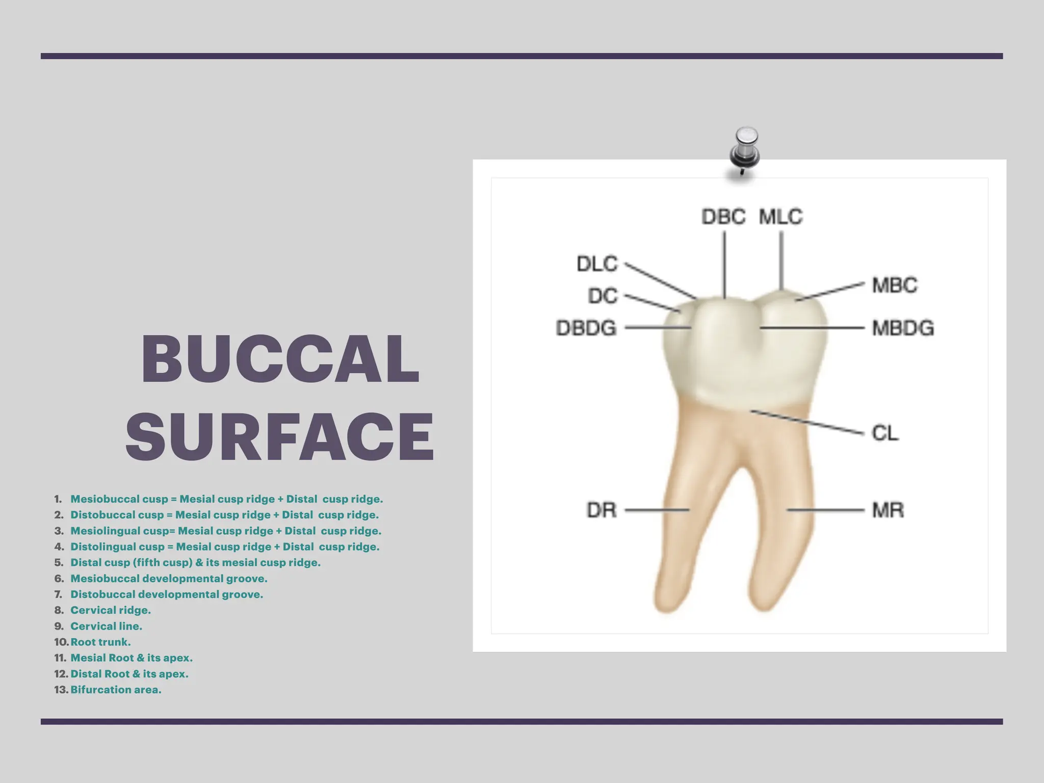 Lr6 Tooth Outline. L6.pdf