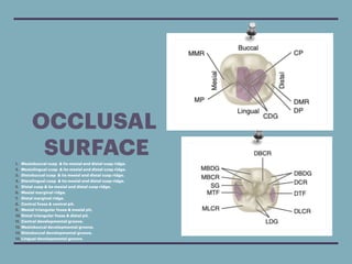 Occlusal Marginal Ridge Outline. L6.pdf