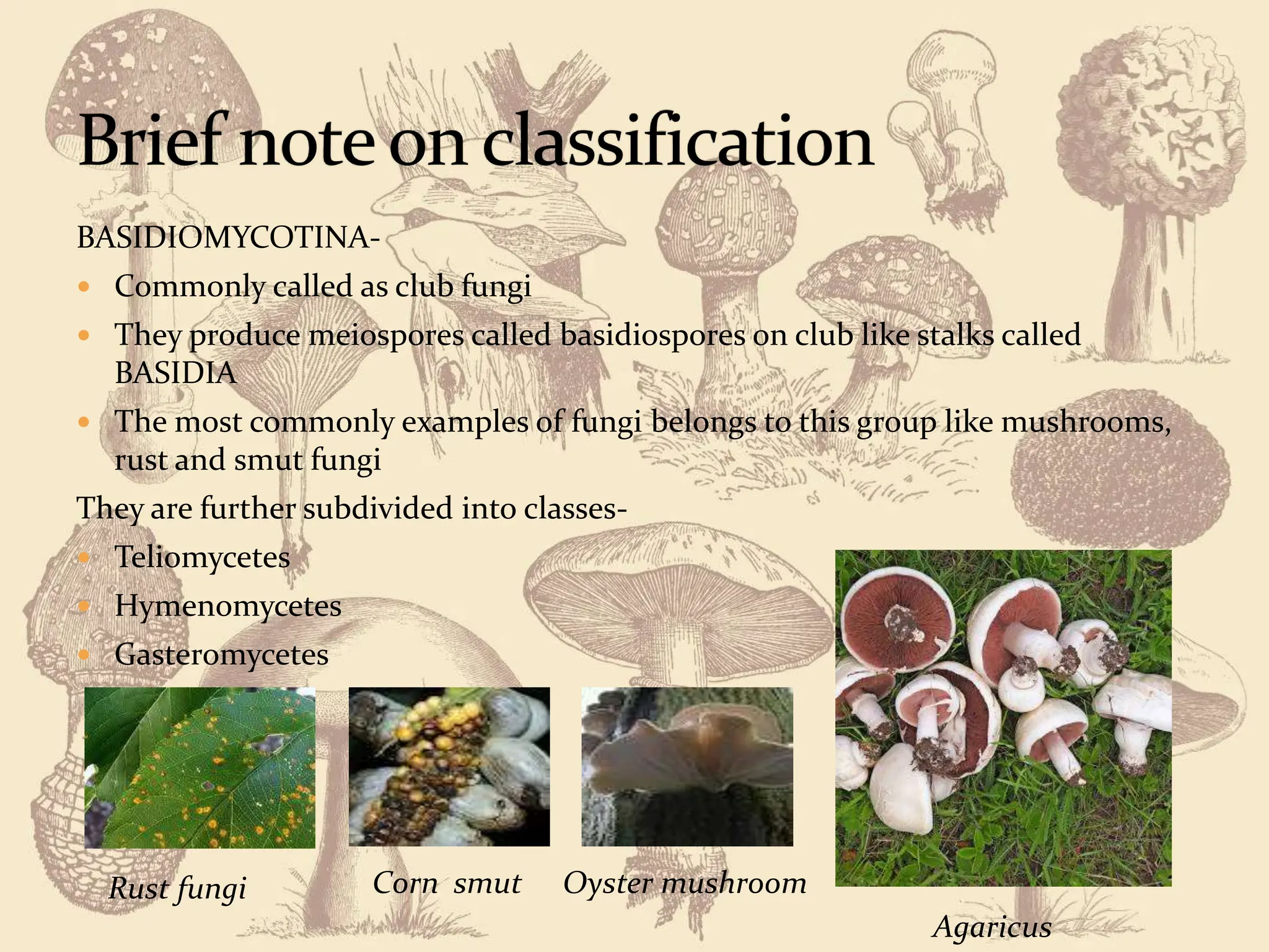 OUTLINE CLASSIFICATION OF FUNGI.pptx