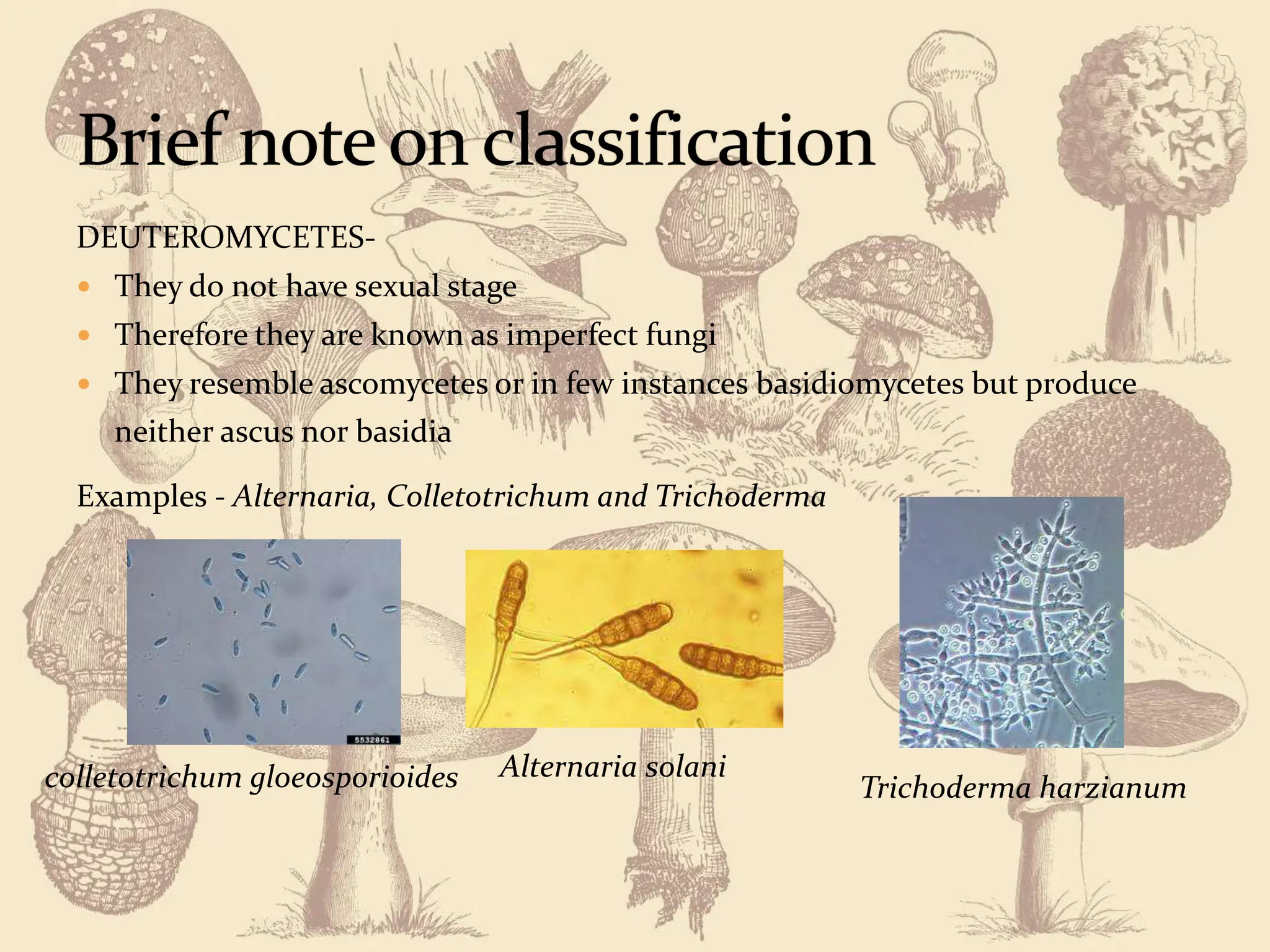 OUTLINE CLASSIFICATION OF FUNGI.pptx