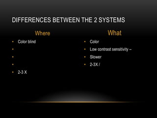 Understanding Color and Luminance Processing in Human Vision | PDF
