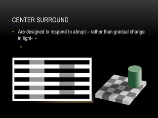 Understanding Color and Luminance Processing in Human Vision | PDF