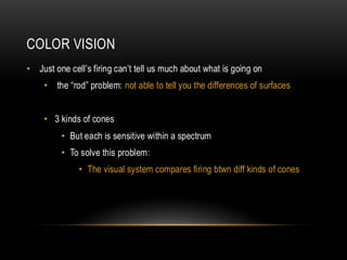 Understanding Color and Luminance Processing in Human Vision | PDF