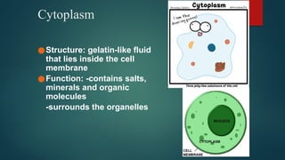 Outline of cell organelles (EUKARYOTES). | PPTX