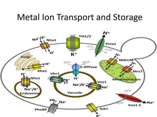 Metal Ion Transport and Storage
 