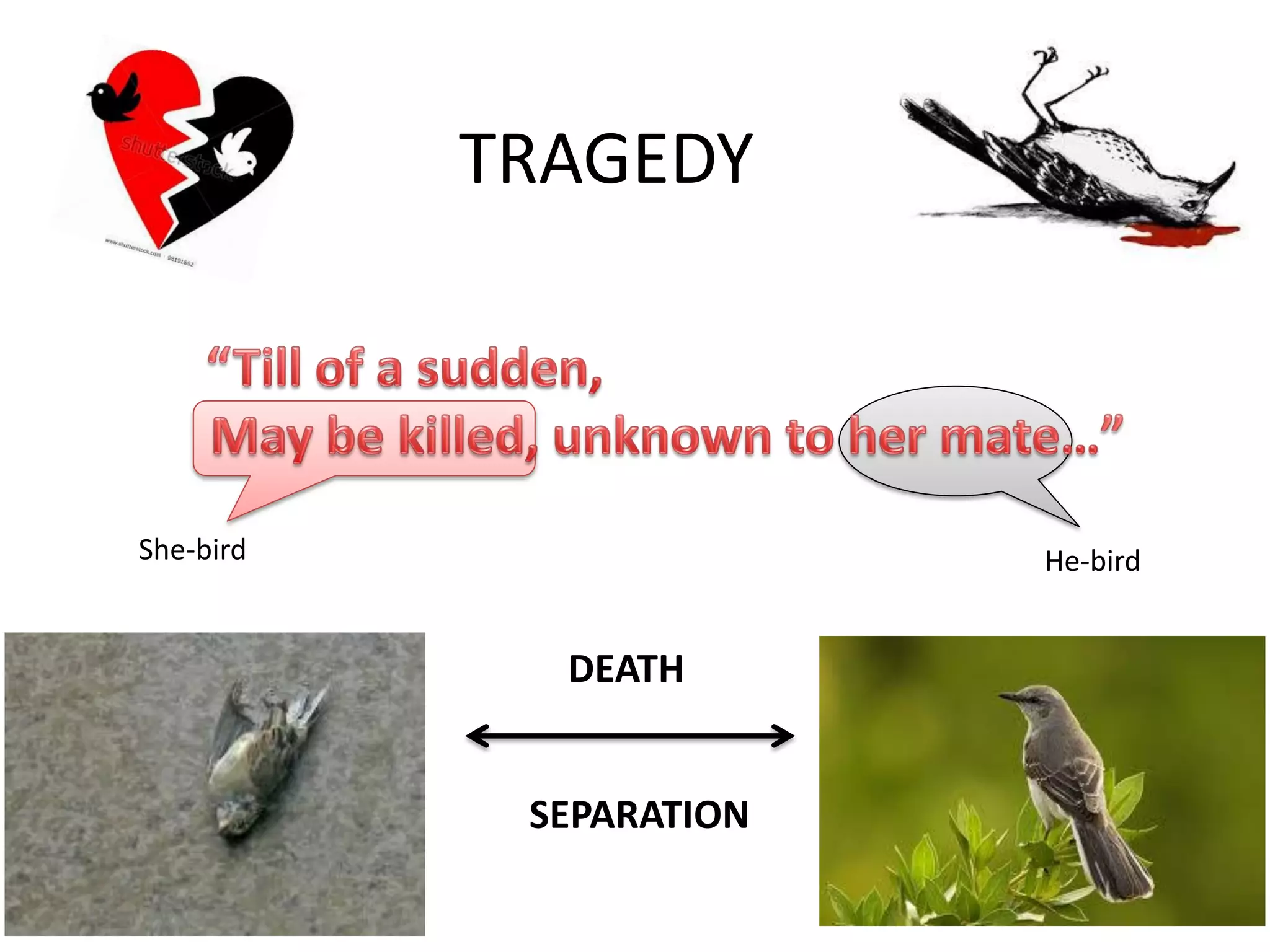 TRAGEDY
She-bird He-bird
DEATH
SEPARATION
 