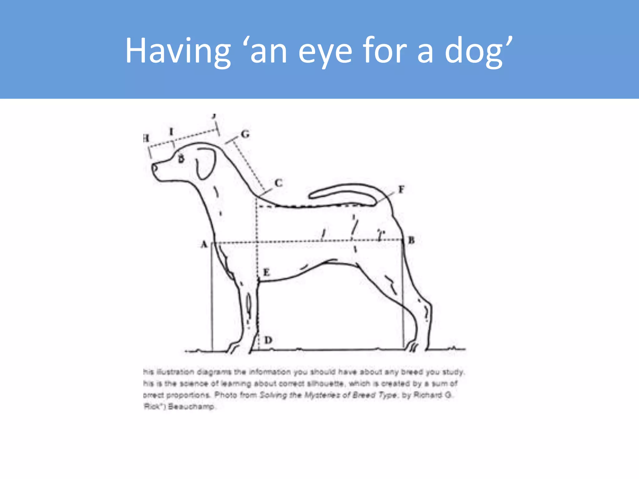 Having ‘an eye for a dog’
 