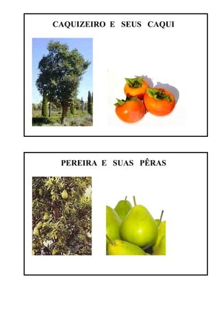 CAQUIZEIRO E SEUS CAQUI




 PEREIRA E SUAS PÊRAS
 