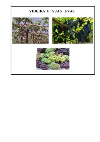 VIDEIRA E SUAS UVAS
 