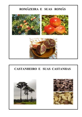 ROMÃZEIRA E SUAS ROMÃS




CASTANHEIRO E SUAS CASTANHAS
 