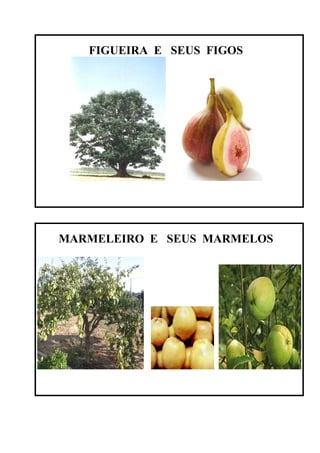 FIGUEIRA E SEUS FIGOS




MARMELEIRO E SEUS MARMELOS
 