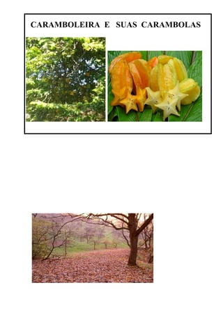 CARAMBOLEIRA E SUAS CARAMBOLAS
 
