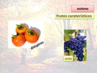 outonofrutos caraterísticos dióspirosuvas