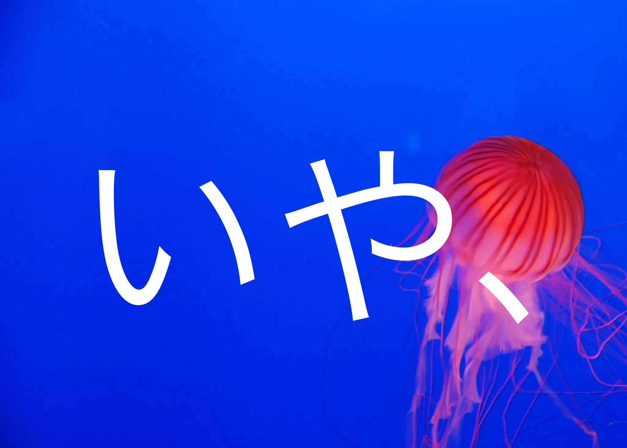 JavaからClojure、そして夢の世界へ