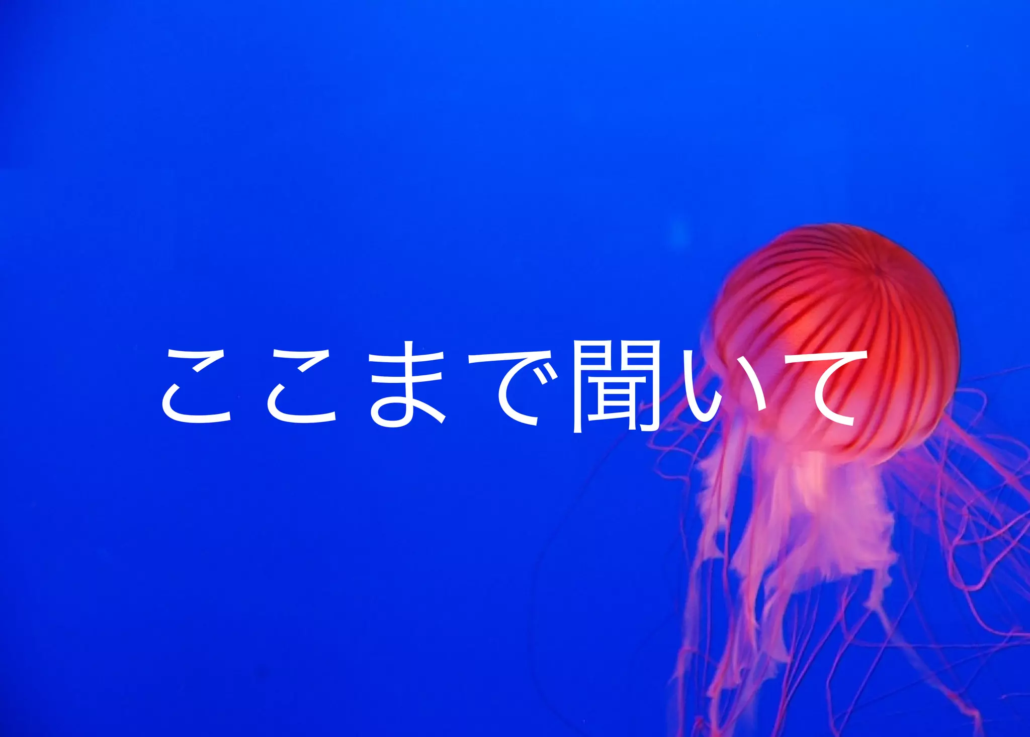 JavaからClojure、そして夢の世界へ