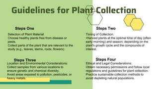 Guidelines for Plant Collection
Steps One Steps Two
Steps Three Steps Four
Selection of Plant Material
Choose healthy plants free from disease or
pests.
Collect parts of the plant that are relevant to the
study (e.g., leaves, stems, roots, flowers).
Timing of Collection:
•Harvest plants at the optimal time of day (often
early morning) and season, depending on the
plant's growth cycle and the compounds of
interest.
Location and Environmental Considerations:
Collect samples from various locations to
ensure genetic and chemical diversity.
Avoid areas exposed to pollution, pesticides, or
heavy metals.
Ethical and Legal Considerations:
Obtain necessary permissions and follow local
regulations and guidelines for plant collection.
Practice sustainable collection methods to
avoid depleting natural populations.
 