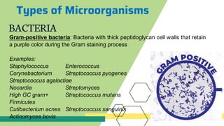 Types of Microorganisms
BACTERIA
Gram-positive bacteria: Bacteria with thick peptidoglycan cell walls that retain
a purple color during the Gram staining process
Examples:
Staphylococcus Enterococcus
Corynebacterium Streptococcus pyogenes
Streptococcus agalactiae
Nocardia Streptomyces
High GC gram+ Streptococcus mutans
Firmicutes
Cutibacterium acnes Streptococcus sanguinis
Actinomyces bovis
 