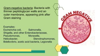 Gram-negative bacteria: Bacteria with
thinner peptidoglycan walls and an
outer membrane, appearing pink after
Gram staining
Examples:
Escherichia coli, Salmonella,
Shigella, and other Enterobacteriaceae,
Pseudomonas, Moraxella,
Helicobacter, Stenotrophomonas,
Bdellovibrio, acetic acid bacteria, Legionella
 