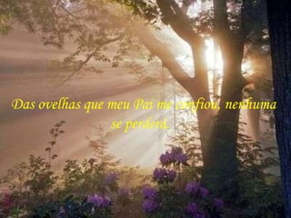 Das ovelhas que meu Pai me confiou, nenhuma se perderá.  