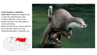 Lontra europea ou paleártica
(Lutra lutra). Atópase ao longo de ríos
e costas de, practicamente, toda
Europa e toda Asia, a non ser nas
partes máis frías e nas máis cálidas, e
no norte de África.
Mide entre 62 e 69 cm, máis arredor de
40 cm de rabo, e pesa uns 11 kg.
Aliméntase de peixes, crustáceos, ras,...
 