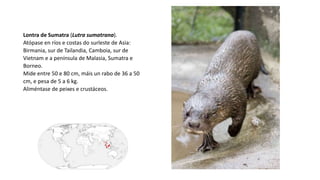 Lontra de Sumatra (Lutra sumatrana).
Atópase en ríos e costas do surleste de Asia: ​
Birmania, sur de Tailandia, Camboia, sur de
Vietnam e a península de Malasia, Sumatra e
Borneo.
Mide entre 50 e 80 cm, máis un rabo de 36 a 50
cm, e pesa de 5 a 6 kg.
Aliméntase de peixes e crustáceos.
 