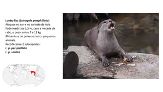 Lontra lisa (Lutrogale perspicillata).
Atópase no sur e no surleste de Asia
Pode medir ata 1,3 m, case a metade de
rabo, e pesar entre 7 e 11 kg.
Aliméntase de peixes e outros pequenos
animais.
Recoñécense 2 subespecies:
L. p. perspicillata
L. p. sindica
 