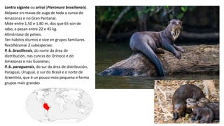 Lontra xigante ou arirai (Pteronura brasiliensis).
Atópase en masas de auga de toda a cunca do
Amazonas e no Gran Pantanal.
Mide entre 1,50 e 1,80 m, dos que 65 son de
rabo, e pesan entre 22 e 45 kg.
Aliméntase de peixes.
Ten hábitos diurnos e vive en grupos familiares.
Recoñécense 2 subespecies:
P. b. brasiliensis, do norte da área de
distribución, nas cuncas do Orinoco e do
Amazonas e nas Guaianas;
P. b. paraguensis, do sur da área de distribución,
Paraguai, Uruguai, o sur do Brasil e o norte de
Arxentina, que é un pouco máis pequena e forma
grupos máis grandes
 