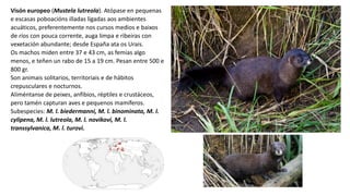 Visón europeo (Mustela lutreola). Atópase en pequenas
e escasas poboacións illadas ligadas aos ambientes
acuáticos, preferentemente nos cursos medios e baixos
de ríos con pouca corrente, auga limpa e ribeiras con
vexetación abundante; desde España ata os Urais.
Os machos miden entre 37 e 43 cm, as femias algo
menos, e teñen un rabo de 15 a 19 cm. Pesan entre 500 e
800 gr.
Son animais solitarios, territoriais e de hábitos
crepusculares e nocturnos.
Aliméntanse de peixes, anfibios, réptiles e crustáceos,
pero tamén capturan aves e pequenos mamíferos.
Subespecies: M. l. biedermanni, M. l. binominata, M. l.
cylipena, M. l. lutreola, M. l. novikovi, M. l.
transsylvanica, M. l. turovi.
 