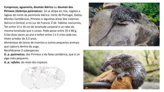 Furapresas, aguaneiro, desmán ibérico ou desmán dos
Pirineos (Galemys pyrenaicus). Só se atopa en ríos, regatos e
lagoas do norte da península ibérica: norte de Portugal, Galiza,
Montes Cantábricos, Pirineos e algunhas áreas dos sistemas
Ibérico e Central; e no sur de Francia. É de ​ hábitos nocturnos,
Ten entre 11 e 16 cm de lonxitude corporal e un rabo da
mesma lonxitude que o corpo. Pode pesar entre 35 e 80 g.
Crían dúas veces ao ano e teñen entre 1 e 5 crías cada vez.
Viven arredor de 3,5 anos.
Aliméntase de larvas de insectos e outros pequenos animais
que captura dentro da auga.​
Recoñécense 2 subespecies:
G. p. pyrenaicus, dos Pirineos e da faixa cantábrica, que é un
algo máis pequeno;
G. p. rufulus, do resto dos espazos.
 