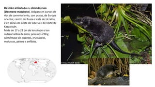 Desmán amisclado ou desmán ruso
(Desmana moschata). Atópase en cursos de
ríos de corrente lenta, con praias, de Europa
oriental, centro de Rusia e leste de Ucraína,
e en zonas do oeste de Siberia e do norte de
Kazaxistán.
Mide de 17 a 22 cm de lonxitude e ten
outros tantos de rabo; pesa uns 220 g.
Aliméntase de insectos, crustáceos,
moluscos, peixes e anfibios.
 